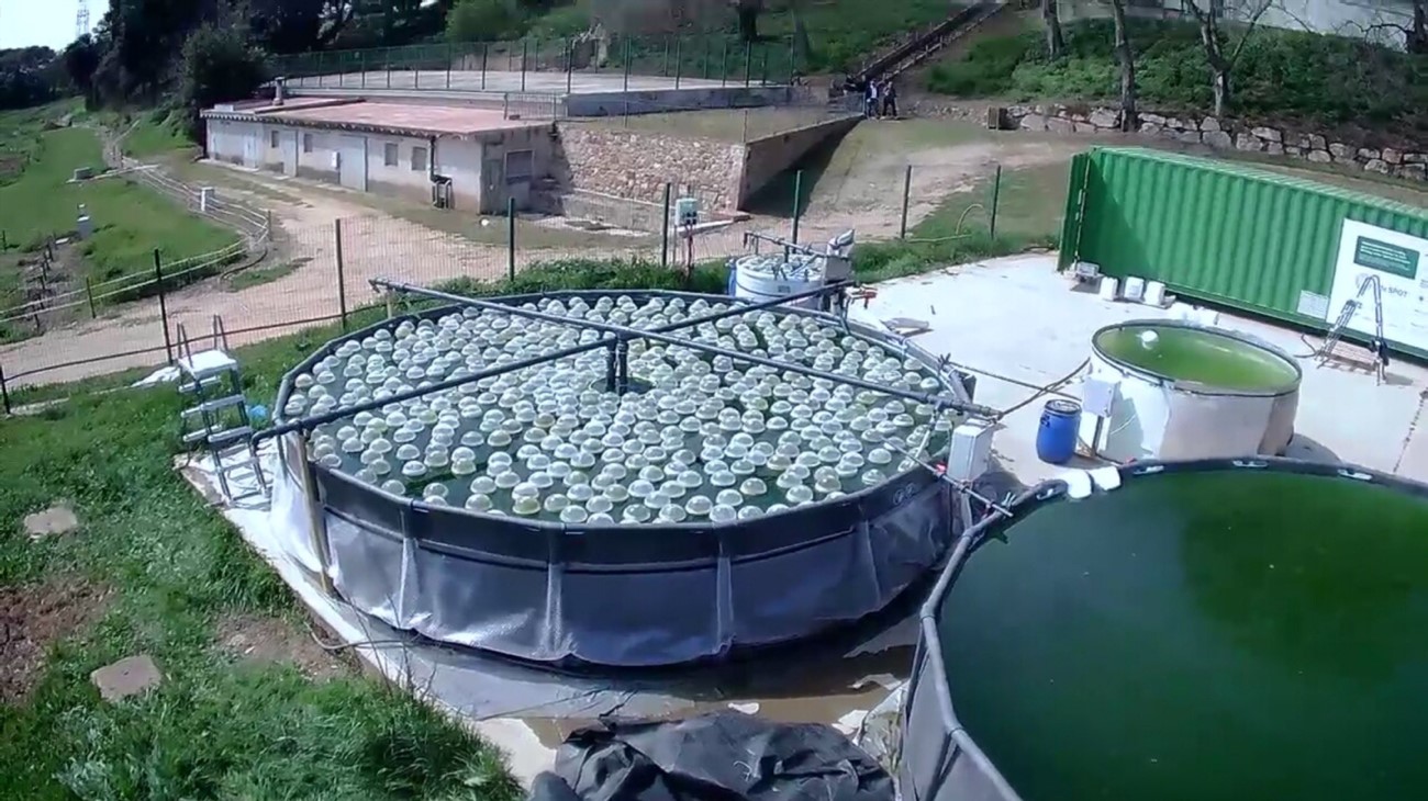 Microalgas y biofiltros eliminan hasta el 98% de contaminantes en aguas subterráneas